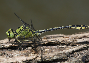 Grüne Flussjungfer (Ophiogomphus cecilia) - © Gernot Kunz